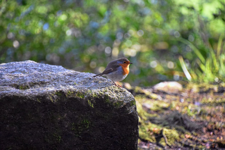 Golitha Falls