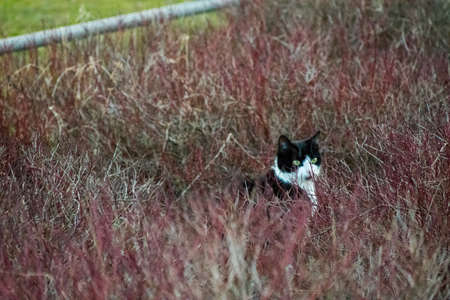 A cat being followed whie he is wandering around the bushes and going on an adventure.