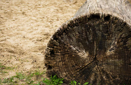 Fallen Tree Log in Forest Sand Leaf Old Mossy Texture