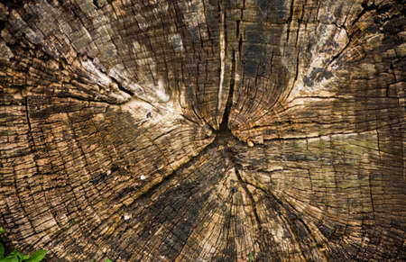 Fallen Tree Log in Forest Sand Leaf Old Mossy Texture
