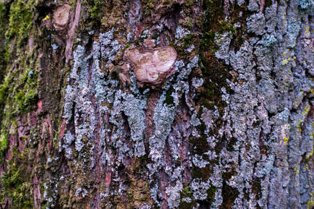 Mossy Tree Log Bark in a Forest Nature Colorfulの写真素材