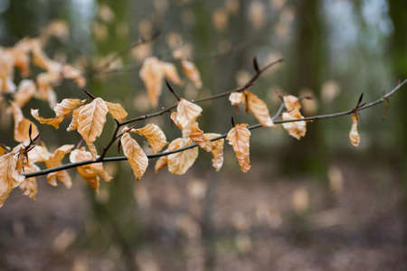 Tree Branches Winter Leafs Closeup Forest Nature