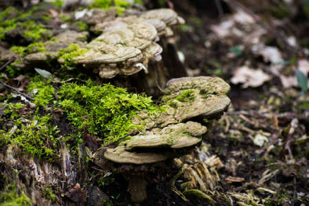Funghi Mushrooms On Mossy Tree Log Forestの写真素材