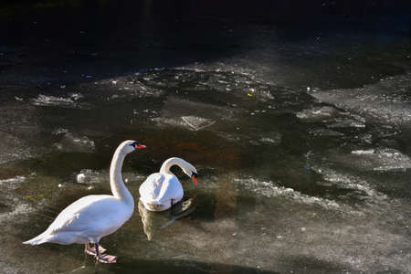 Two white swans in ice water in holland chilling.の写真素材