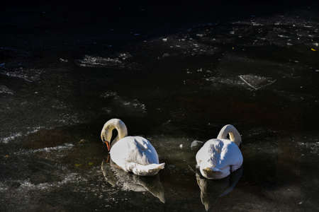 Two white swans in ice water in holland chilling.の写真素材