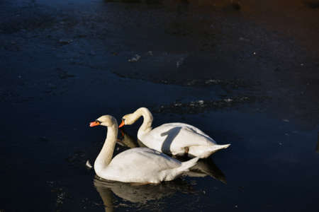 Two white swans in ice water in holland chilling.の写真素材