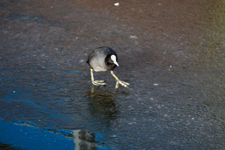 A few different ducks include male ducks, female ducks and black ducks.の写真素材