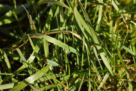 Nice and pretty zoomed in green grass in nature.