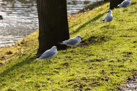 Gulls swimming and chilling by the waterside.
