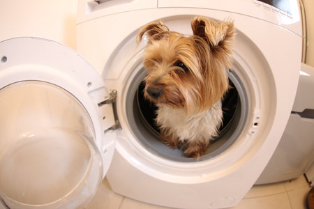 Comedic image of adorable dog pretending to be washed in washing machineの写真素材