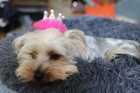 Canine princess with her crownの写真素材