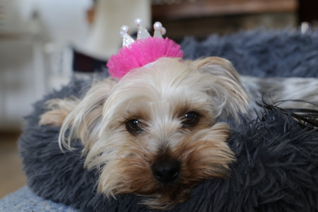 Canine princess with her crownの写真素材