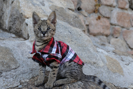 Baby cat with fun clothingの写真素材