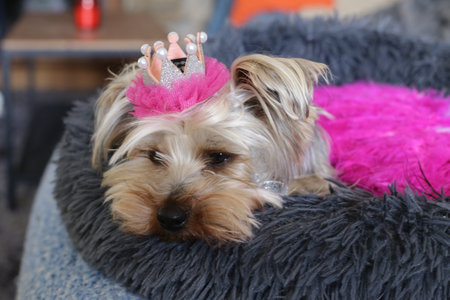 Canine princess with her crownの写真素材