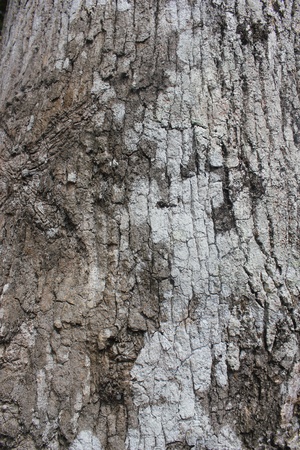 Tree Bark Texture