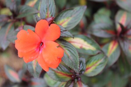 Red flower