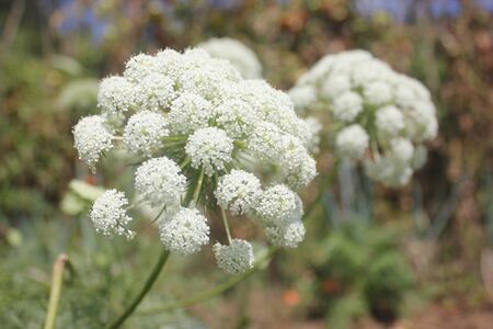 Carrot flowers in the vegetable garden