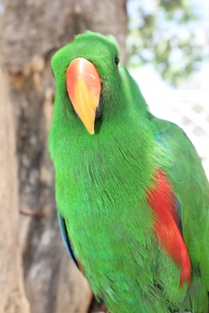 Green parakeetの写真素材