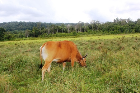 A cow eating grass in a meadow の写真素材