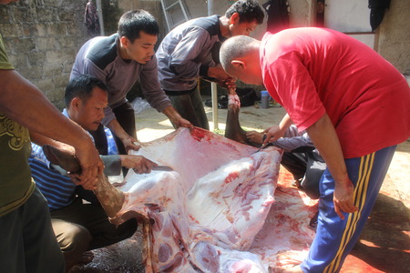 People skinning a cow that slaughtered for sacrifice on Eid ul-Adha in Indonesia, 15 October 2013のeditorial素材