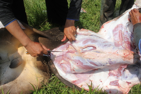 People skinning a cow that slaughtered for sacrifice on Eid ul-Adha in Indonesia, 15 October 2013のeditorial素材