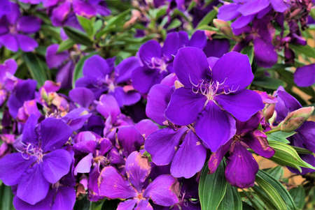 Tibouchinas flower or purple glory tree flower is common garden tree in Australia. Scientific name: Tibouchina granulosa. Other common names are princess flower and glory bushの写真素材