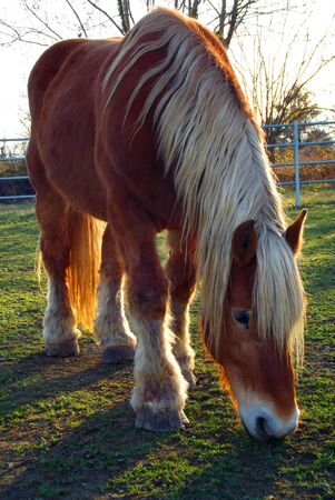 Brown Horse Grazing At Sunsetの写真素材