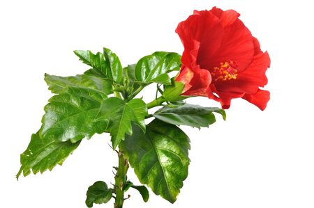 Macro of China Rose flower on white backgroundの写真素材