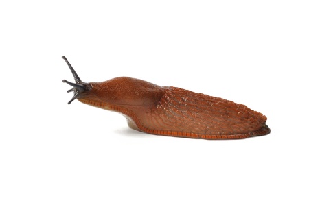 Macro of big Spanish Slug  Arion vulgaris  isolated on white backgroundの写真素材