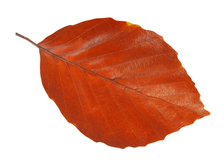 Autumn leaf isolated on white background