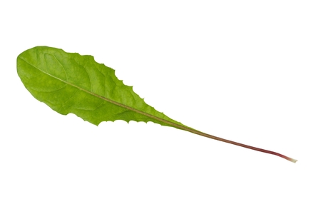 Freen dandelion leaf isolated on white backgroundの写真素材
