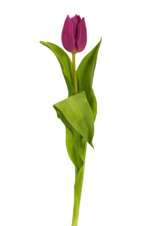Purple tulip isolated on white backgroundの写真素材