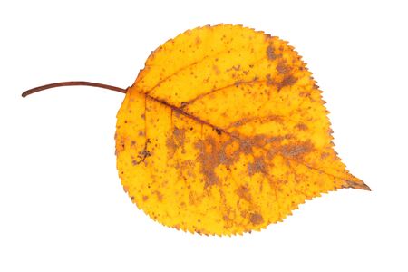 Autumn leaf isolated on white backgroundの写真素材