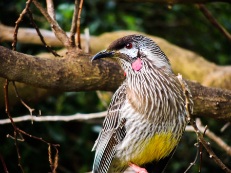 Wattle Birdの写真素材