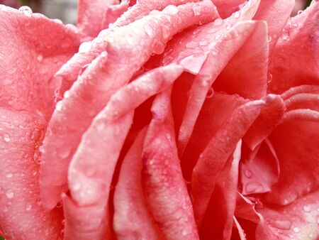 Rose in the rain dropsの写真素材