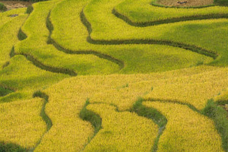 Rice field in Sapaの写真素材