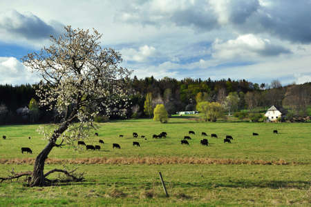 cows on grazingの写真素材