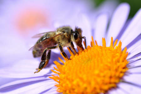 Bee on flowerの写真素材
