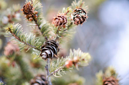 Beautiful closeup of pinecones
