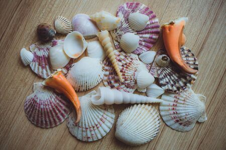 Bunch of seashells on still life. Image can be used as background.の写真素材