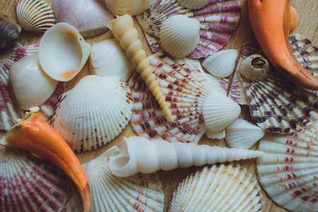 Bunch of seashells on still life. Image can be used as background.の写真素材
