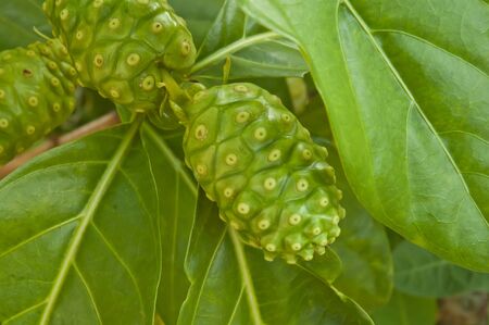 Noni on the tree