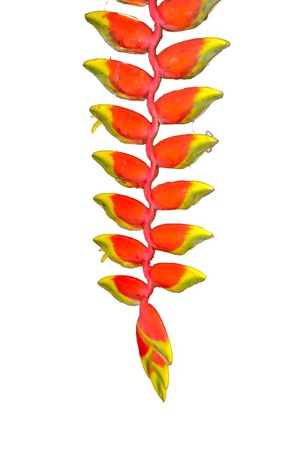 Heliconia tropical flowerの写真素材