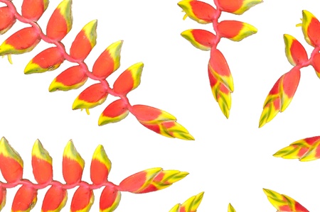 Heliconia tropical flowerの写真素材