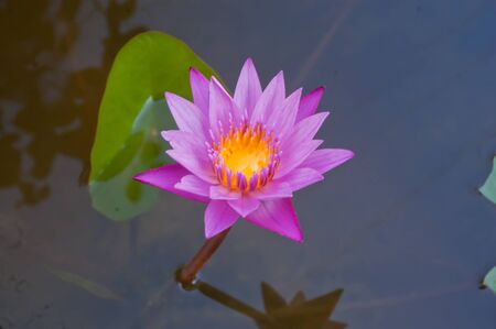 The lotus flower in the peaceful pondの写真素材