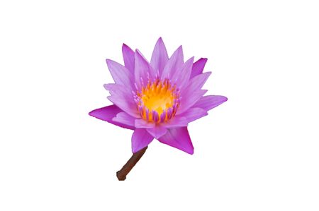 The lotus flower  on a white backgroundの写真素材