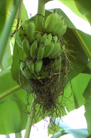 Green Bananas on the tree.の写真素材