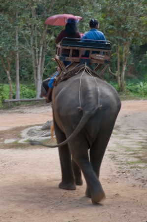 Asian elephantsの写真素材