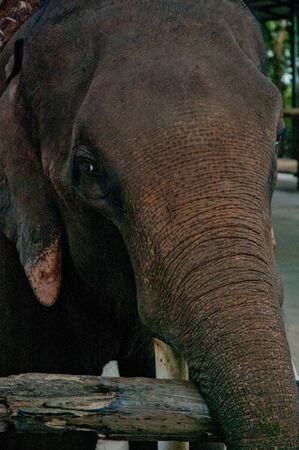 Asian elephantsの写真素材
