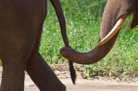 Asian elephantsの写真素材